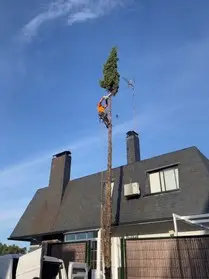 Poda de árboles en altura Podas en altura